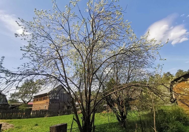    Волчки на яблоне – что это такое и как их обрезать