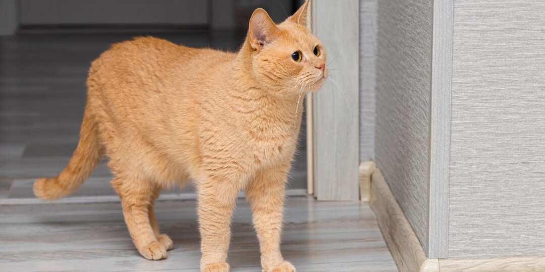 Почему кошка перестала заходить в комнату? Разбираем возможные причины и решения