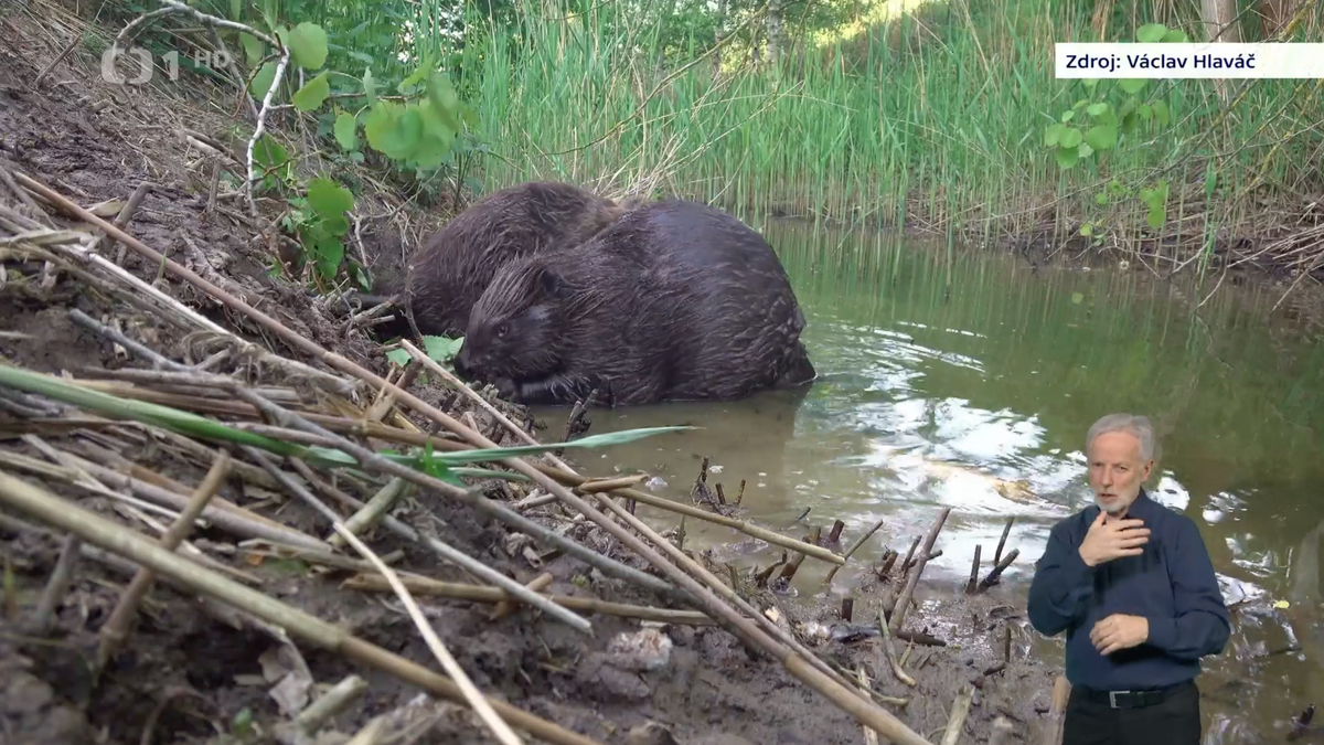 Zdroj: ČT24