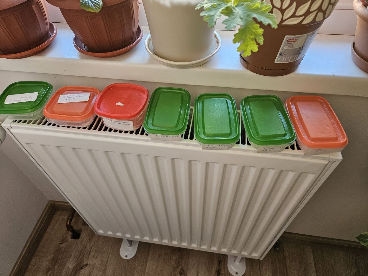 Замоченные семена перцев и баклажанов