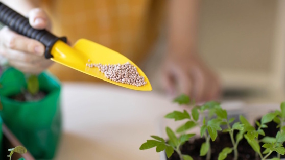    Для здоровой и крепкой рассады: эксперты дали советы, какие подкормки и когда вносить Ирина Петрова