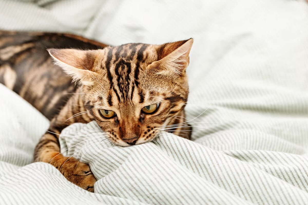 Кот сосёт одеяло 