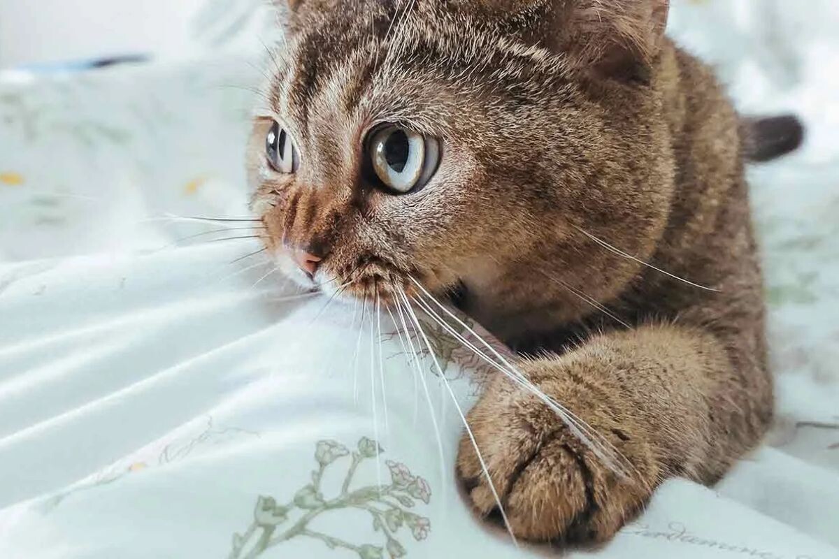 Почему кошка сосёт одеяло