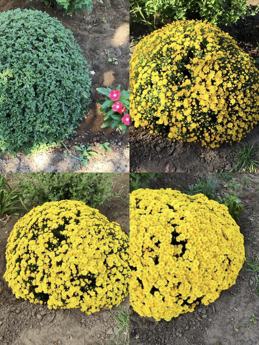 Вот так постепенно она наливалась кислотной желтизной. 