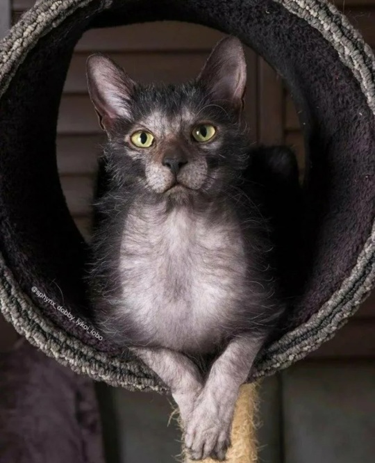 Источник: Яндекс.