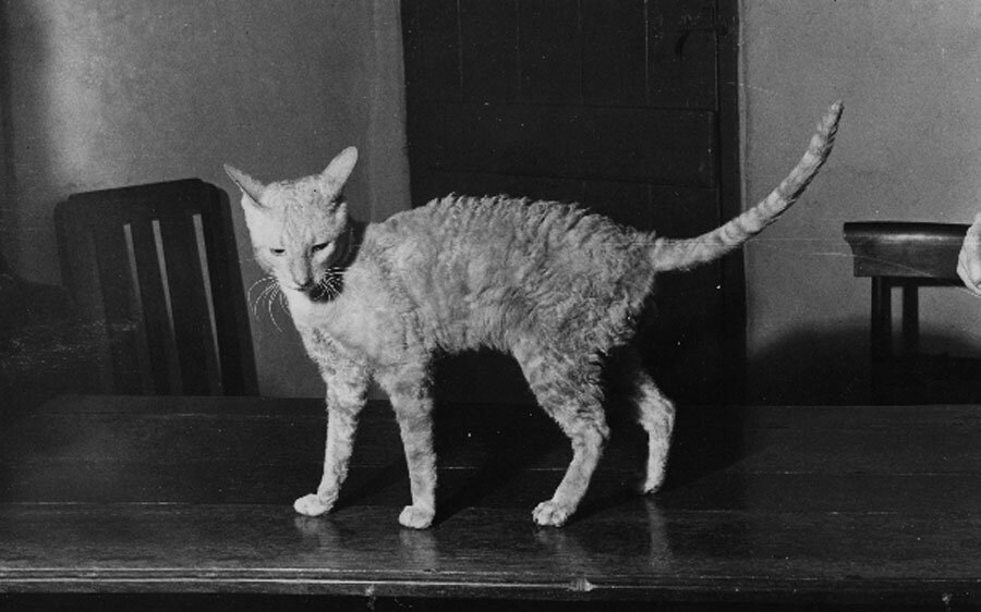 Каллибункер. Источник: Яндекс.