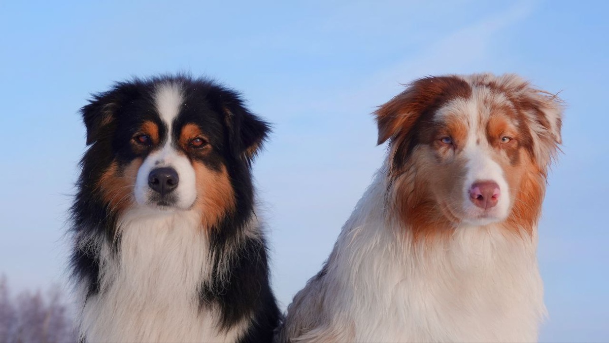 Валя и Мака, аусси (австралийская овчарка)