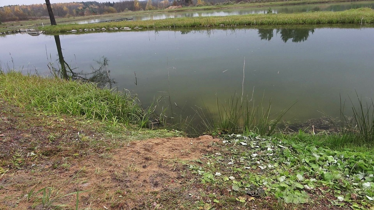 вода в малом пруду на протяжении 1.5 лет после внесения хлореллы