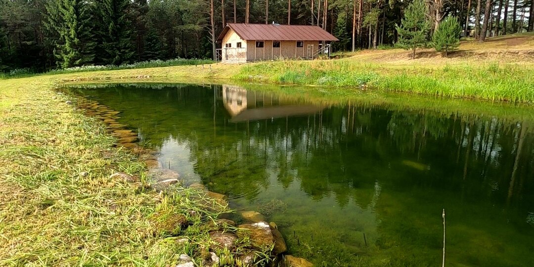 Опыт внесения хлореллы в пруд: результаты и выводы