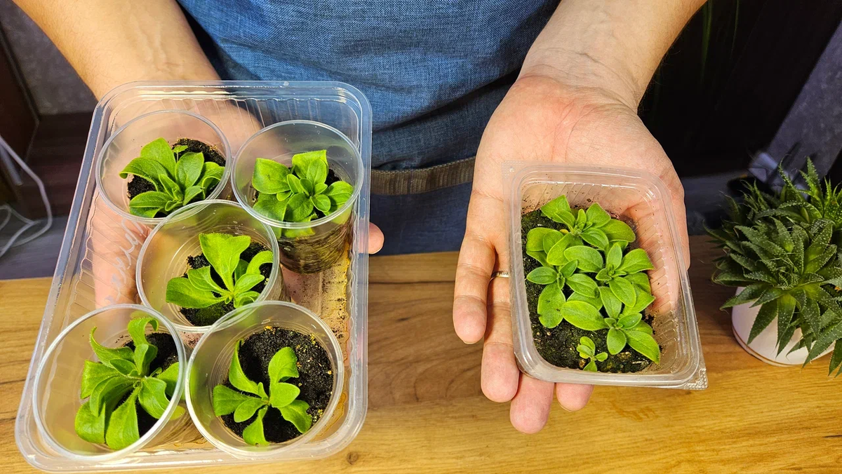 Слева - петунии в стаканчиках, справа - в одной плошке. Думаю, разница видна