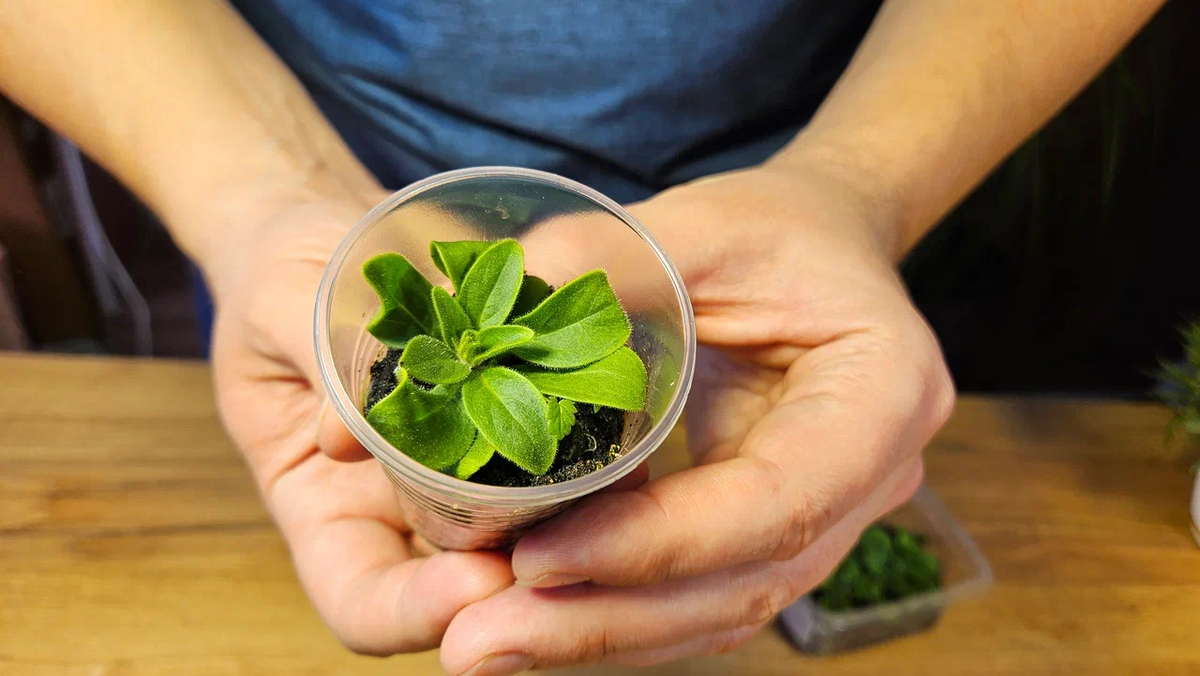 Обычно сажаю петунии так - и горя не знаю