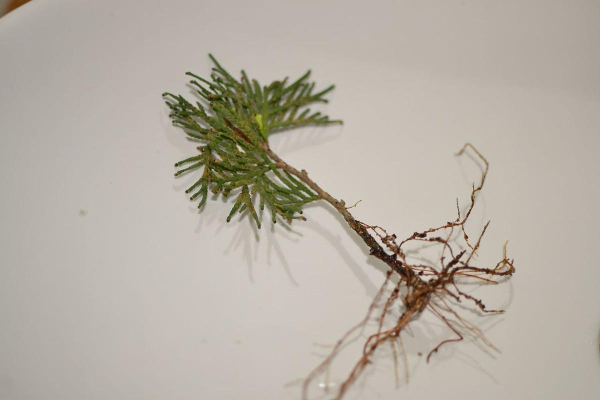 Укорененный черенок туи
