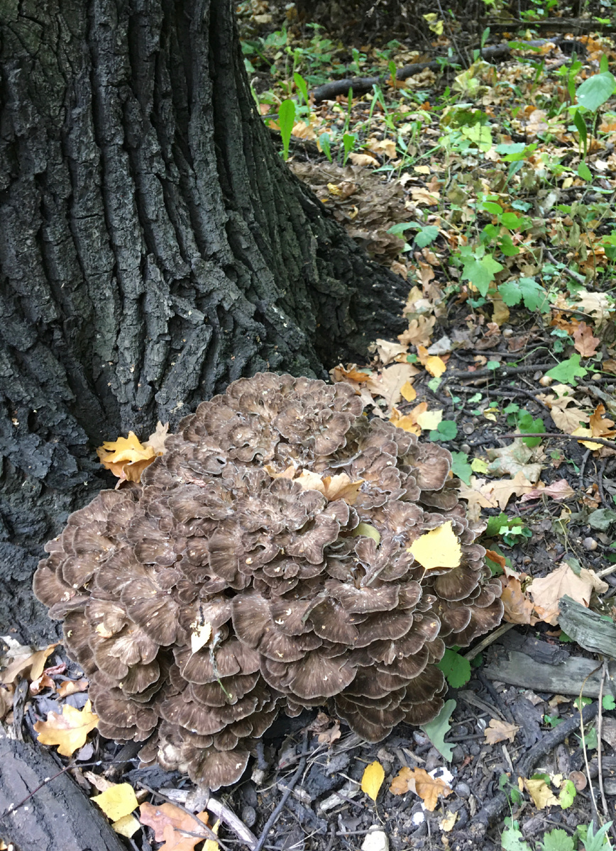 Грифола курчавая(гриб баран), один из самых известных коаснокнижников….Попал, так как очень большой