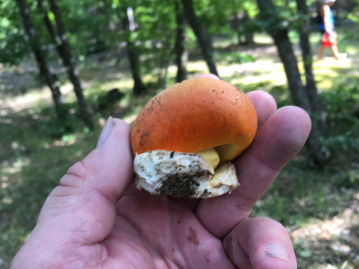 О, боже….Краснокнижный цезарь с корнем сорвал