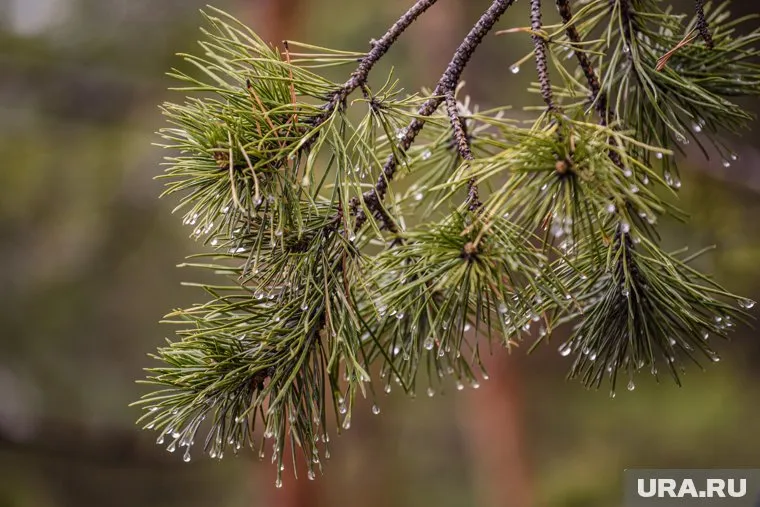 Дерево было срублено на ул. Прокопия Артамонова
Фото: Илья Московец © URA.RU