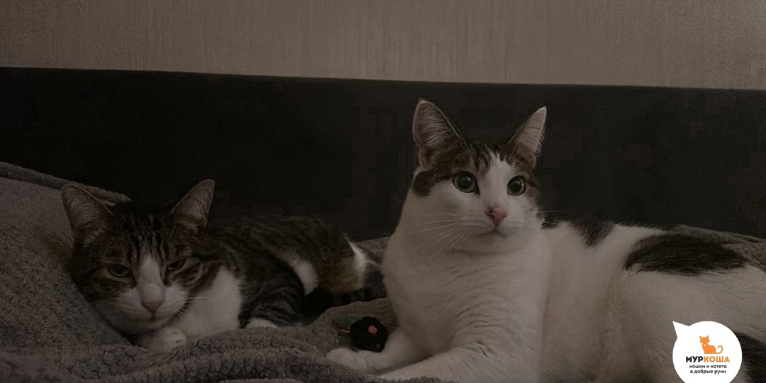 Фариус и Хариус: выживая на улице, только они были друг у друга, а теперь у них есть семья