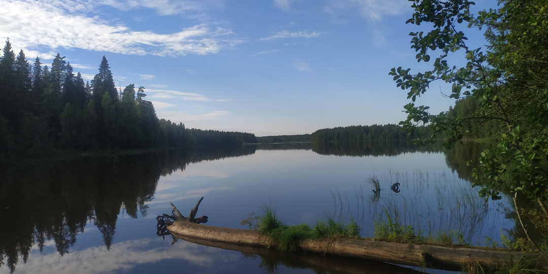 Лес кружит и леший водит. Истории от подписчиков