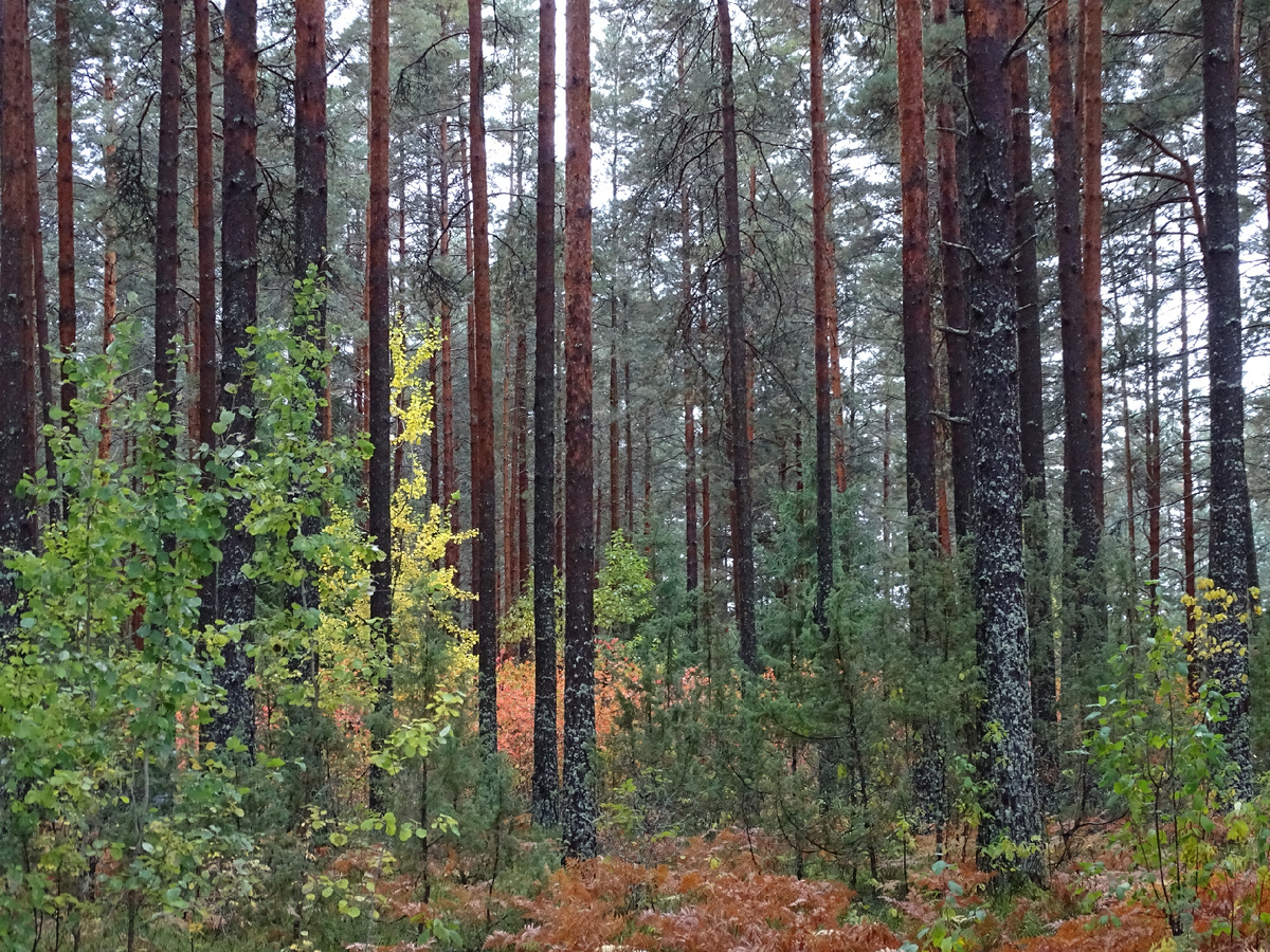 Фото Старого Солдата