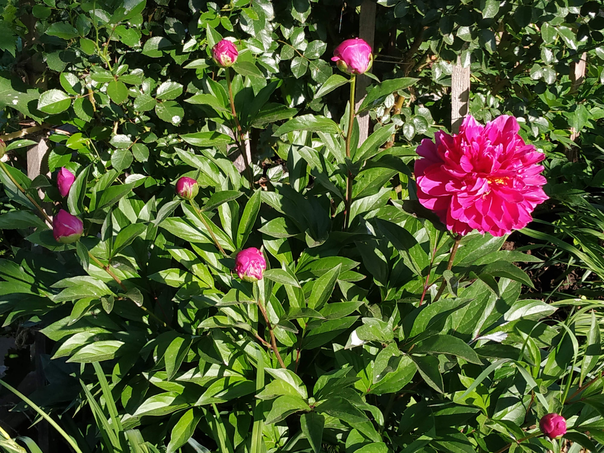 Древовидный пион. Фото Натальи Мироновой