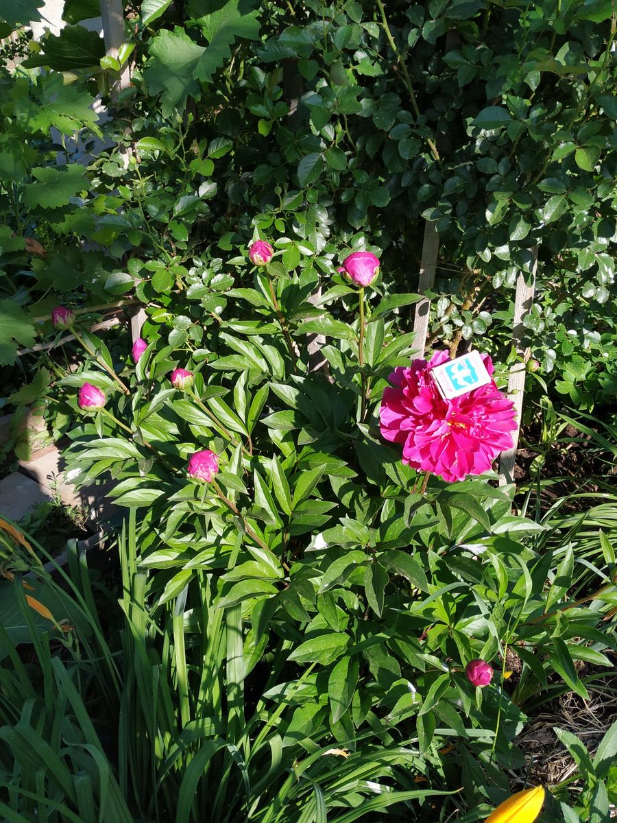 Древовидный пион. Фото Натальи Мироновой