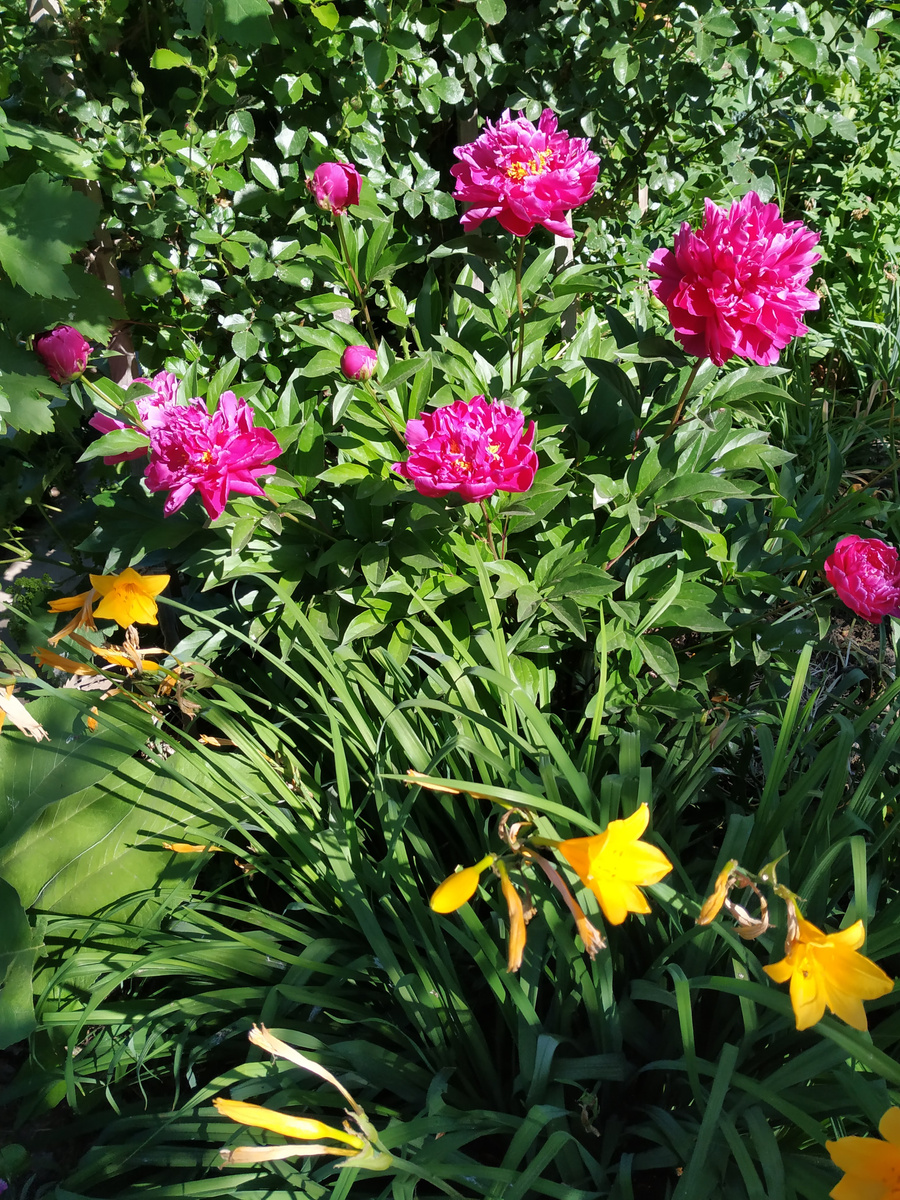 Древовидный пион. Фото Натальи Мироновой