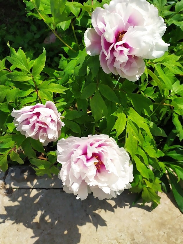 Пропавший. а потом неожиданно объявившийся пион. Фото Натальи Мироновой