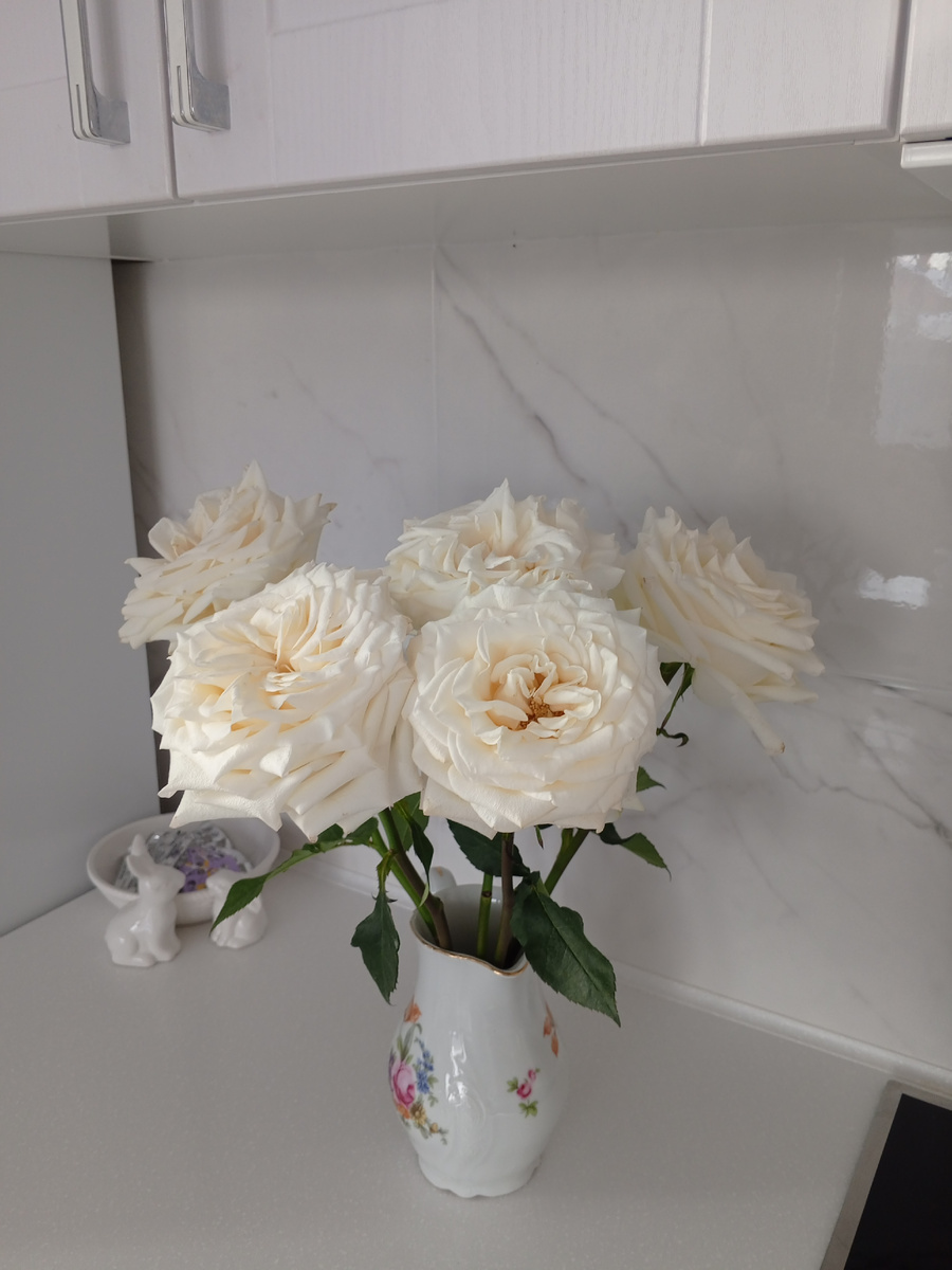 Розы распускаются