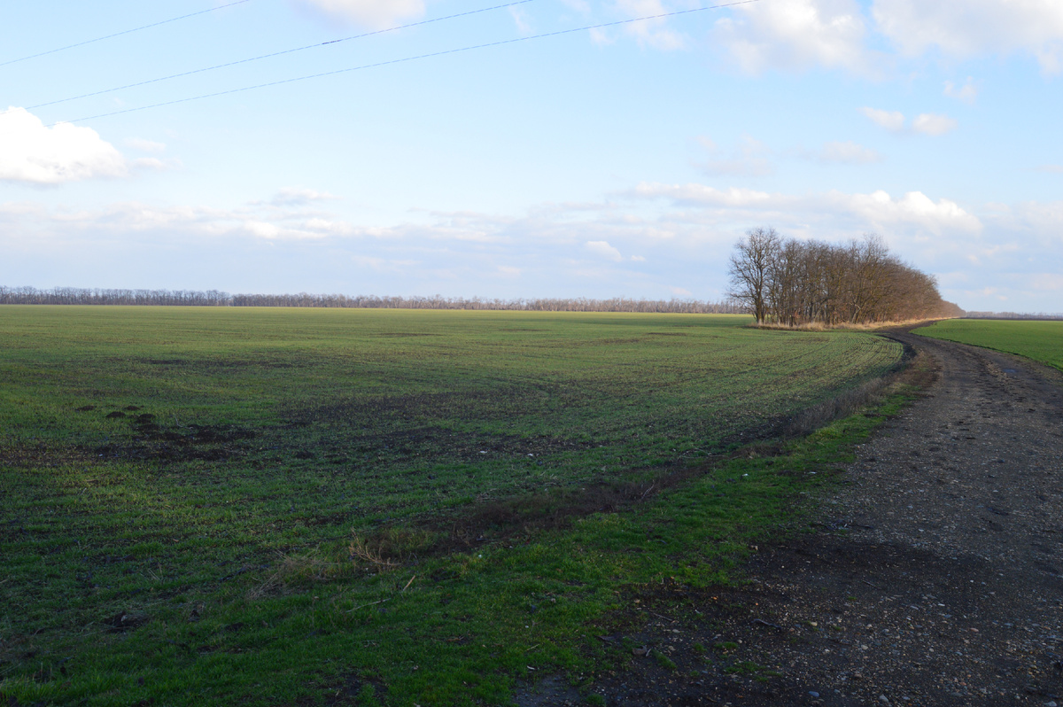 Фото автора. Февраль 2025. Озимые поля агрофирмы.