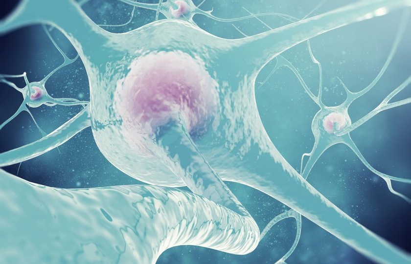 Что общего у мозга и мышц: новый ответ ученых