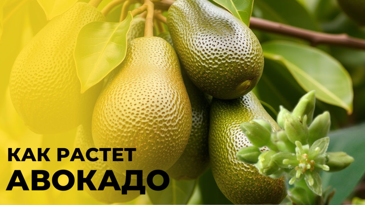 Как растет авокадо