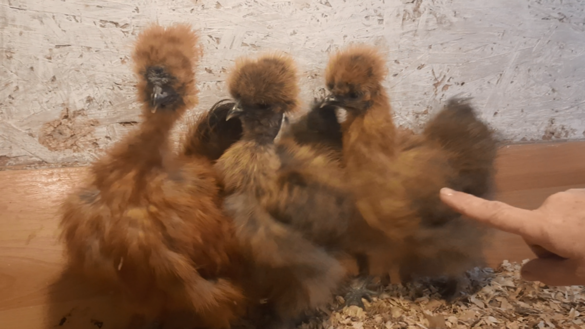 Куры построились и ждут свой положенный завтрак