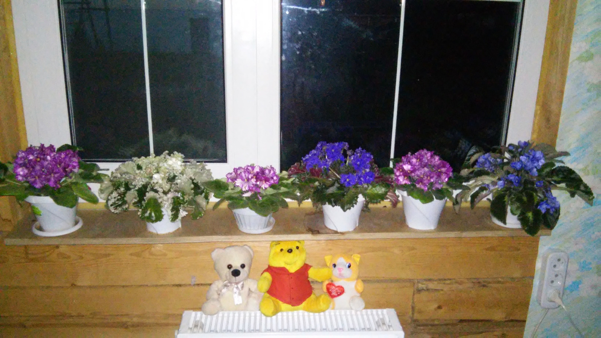 Тогда я потеряла свою коллекцию фиалок