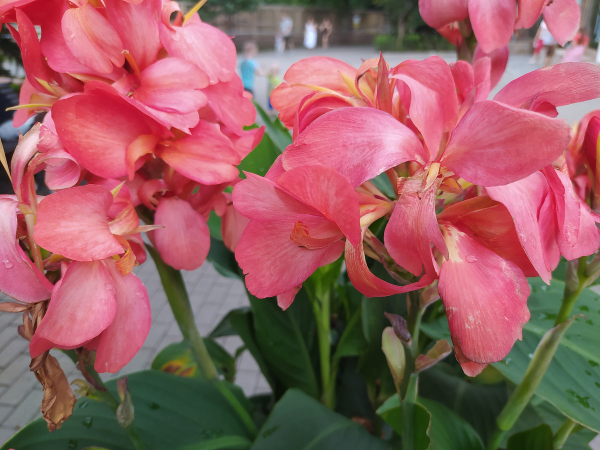 Фото сделано летом в зоопарке. Такие цветы в кадках выставляют возле некоторых вольеров