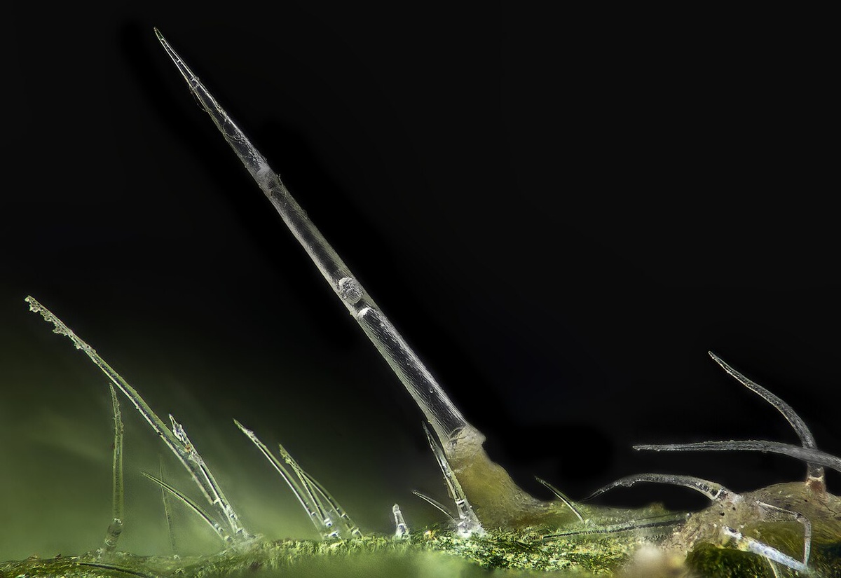 Защитная ампула крапивы