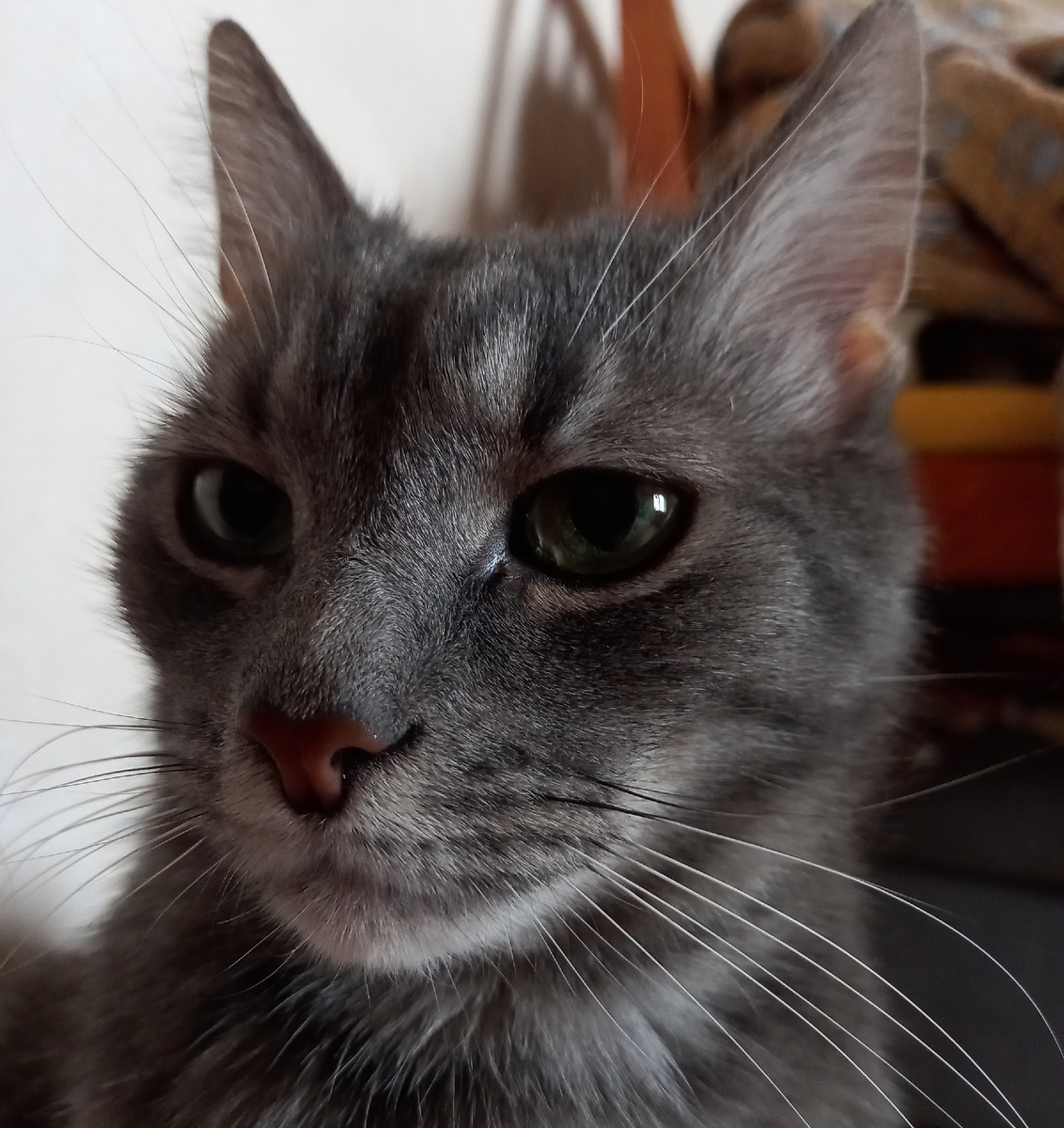 Все фото в публикации принадлежат автору. Это наш Барсик.