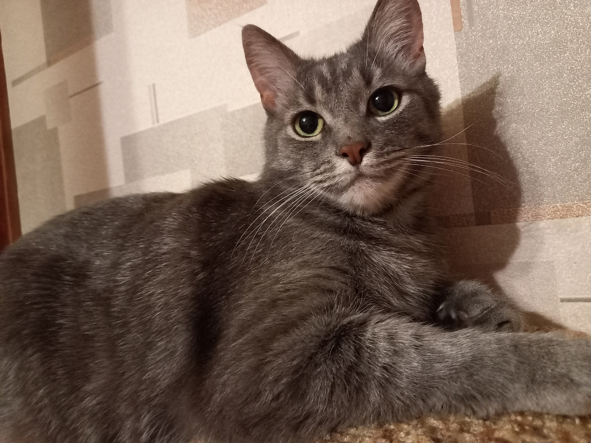 Нос у кота сырой, а не грязный. Он воду только что пил.