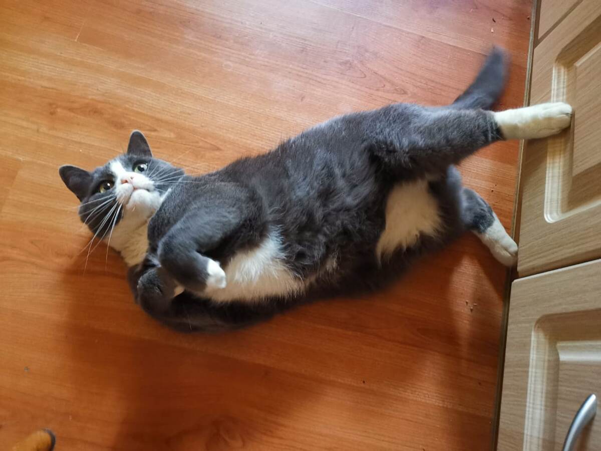 Котика вам в ленту ))