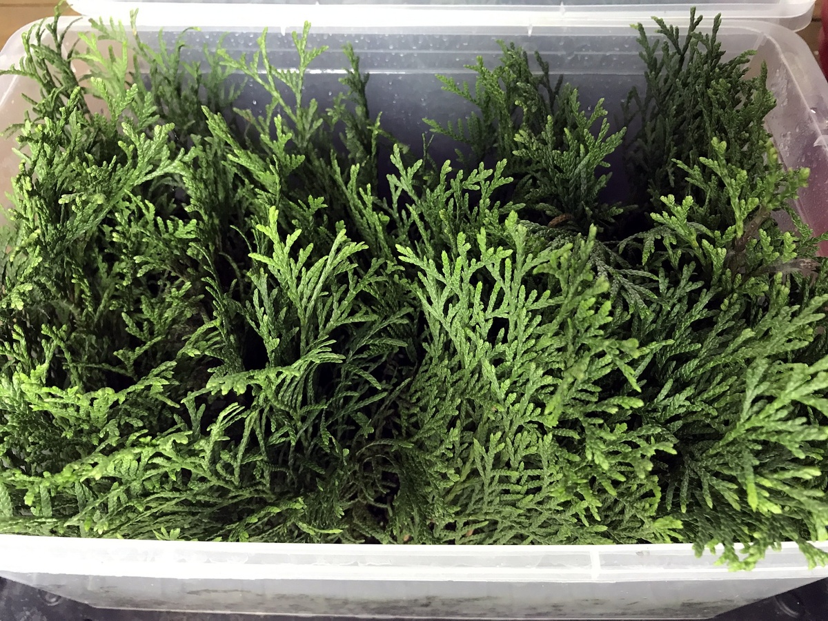 Черенки по первому способу (Фото автора)