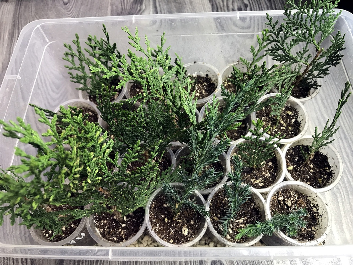 Черенки по второму способу (Фото автора)