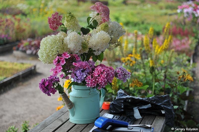 В питомнике "Северная Флора"