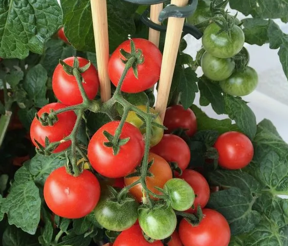 Помидоры на кусте