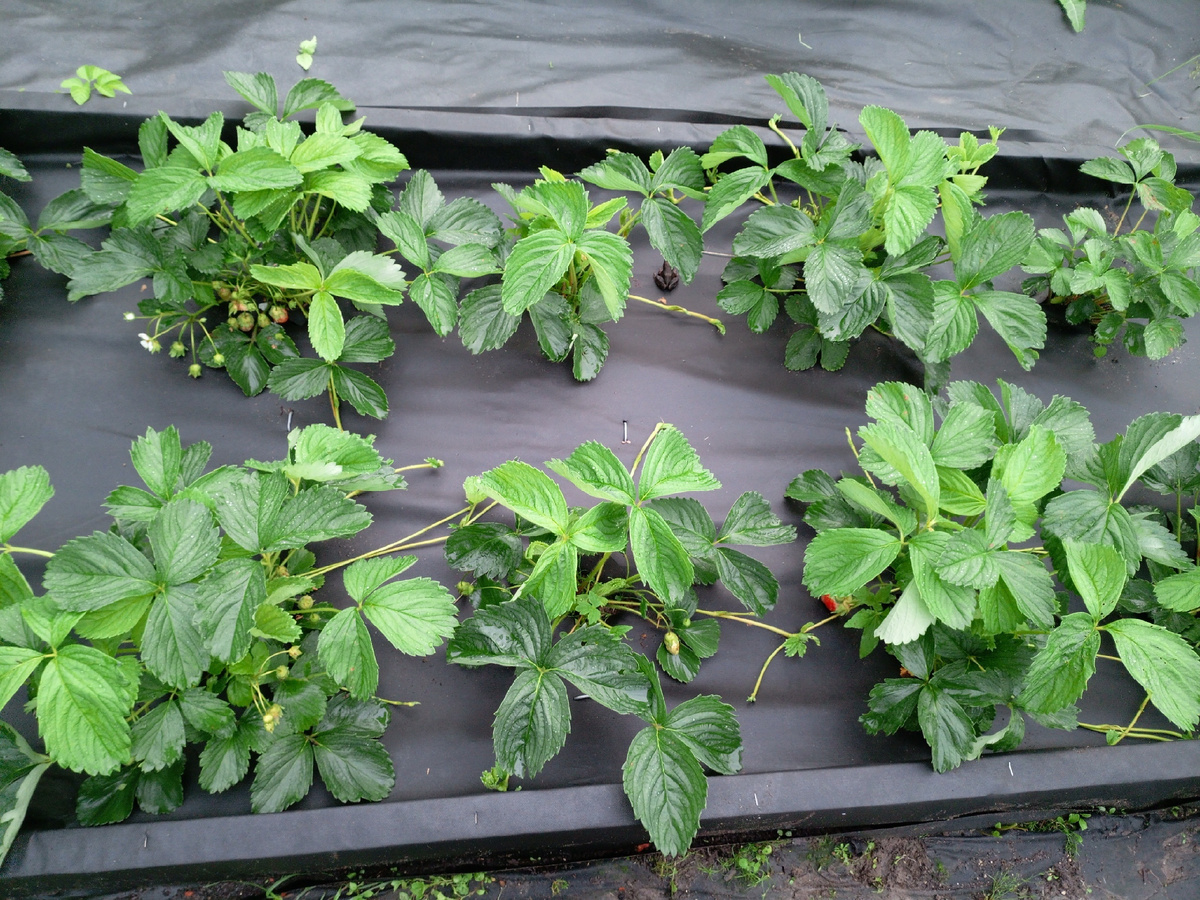 Клубничка растёт 😋