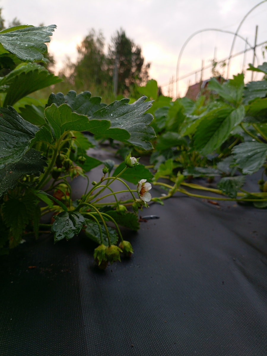 Клубничка в последних лучах солнца (закат) красота❤️