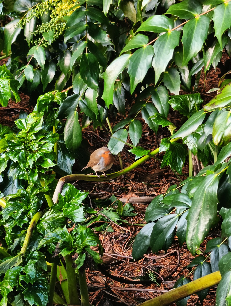 Робин, он же зарянка, среди вечнозеленых ветвей в Ньюстед