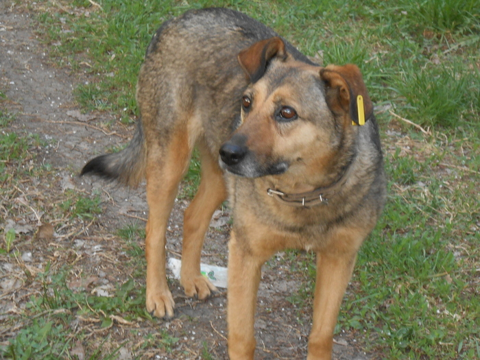 Мохнатый джентльмен