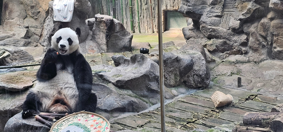 Панда в зоопарке г. Пекин