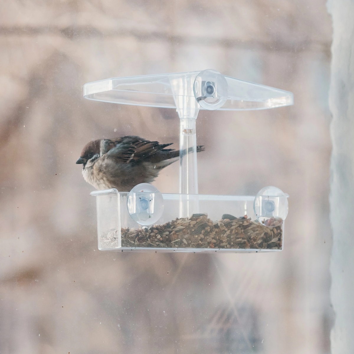 Появился круглый воробей