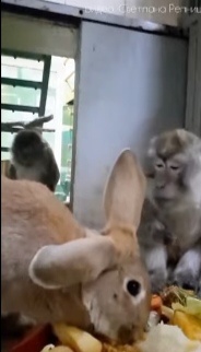 Кролик и макаки.