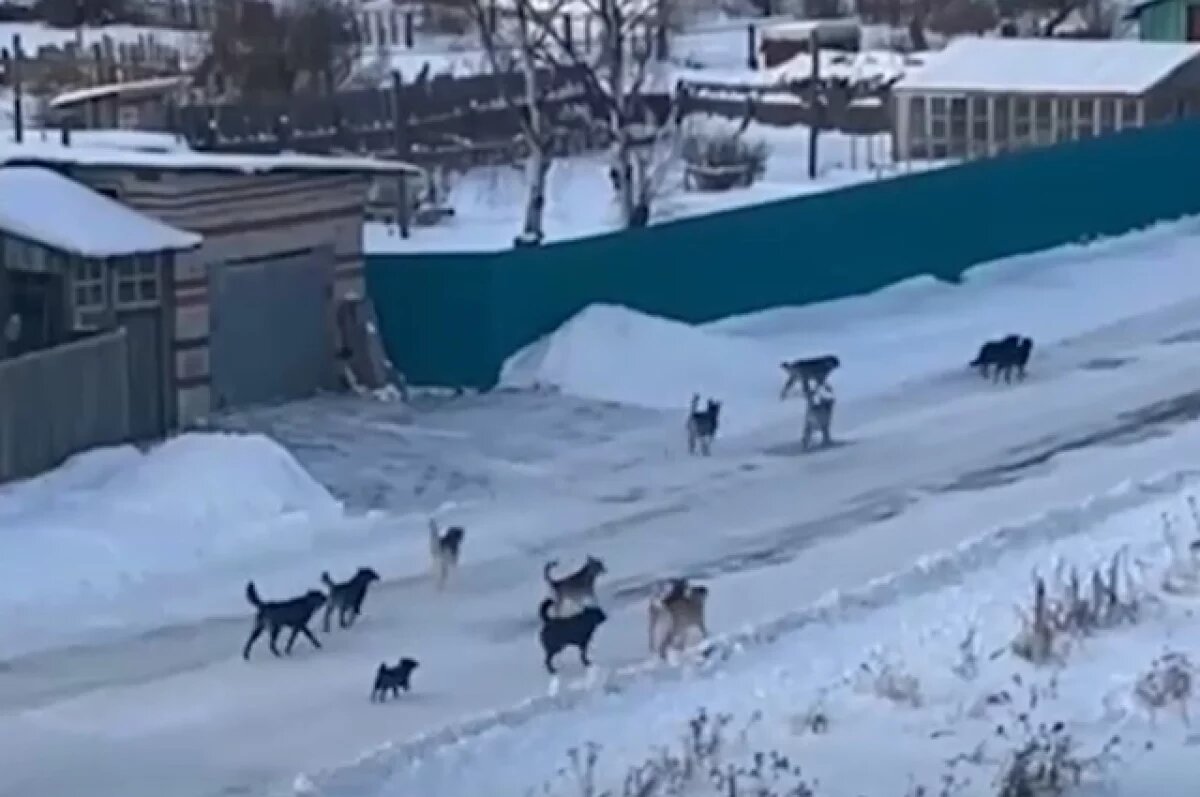    В Хабаровском крае отловили свору собак, растерзавших 10-летнюю школьницу