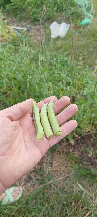 Алтайский изумруд, фото из сети